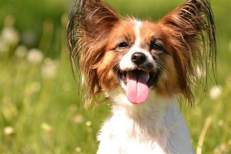 10 Smartest Small Dog Breeds That Are Easiest To Train Small Dog