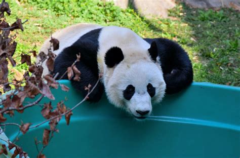 Bei Bei When The Keepers Called Him To Come And See His Swimming Pool