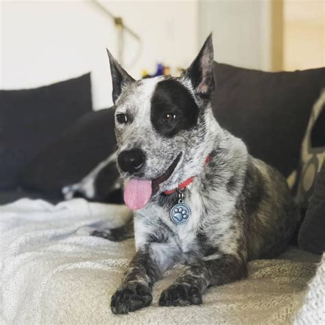 Blue heeler puppies (decatur, tx). Boston Terrier Puppies Craigslist Phoenix - Pets Lovers