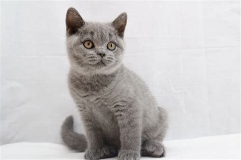 Kitten 9720 Blue British Shorthair Ouachita British Shorthairs