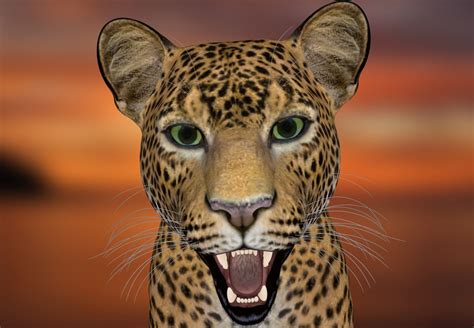 Free Images Nature Wildlife Fur Africa Predator Fauna Big Cat
