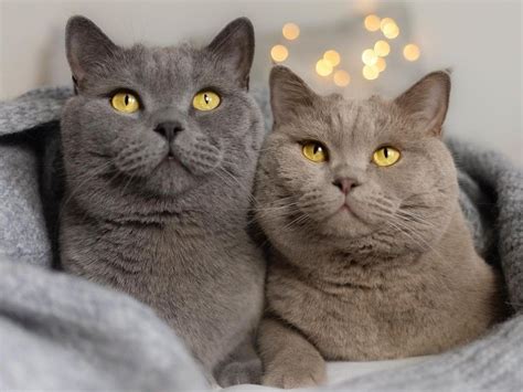 Did You Know That These Are The Most Expensive Cat Breeds In The World