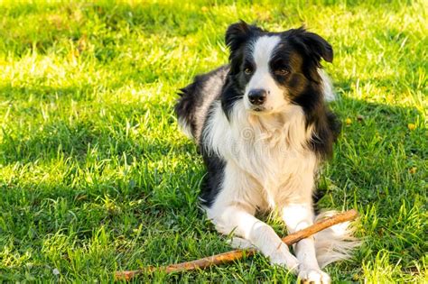 Pet Activity Cute Puppy Dog Border Collie Lying Down On Grass Chewing