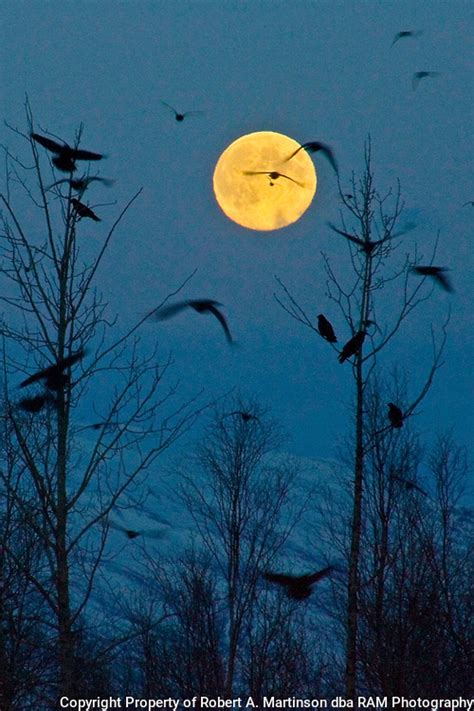 Ravens Moonflight Bob Martinson Photography