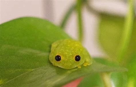 This Frog Is Too Cute For This World In 2020 Cute Reptiles Cute