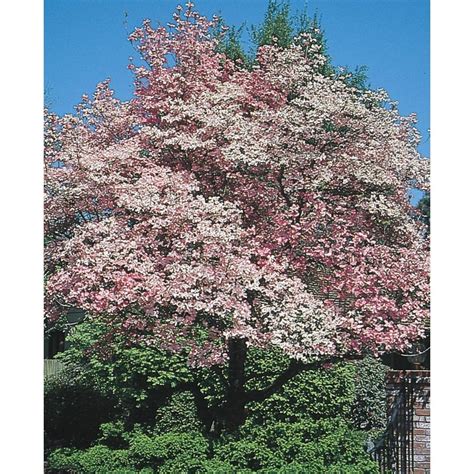 Shop 6 Gallon Red Flowering Dogwood Flowering Tree L1022 At