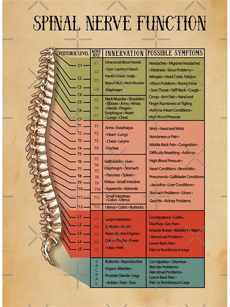 Spinal Nerve Function Chart Root Chart Chiropractic Osteopathy