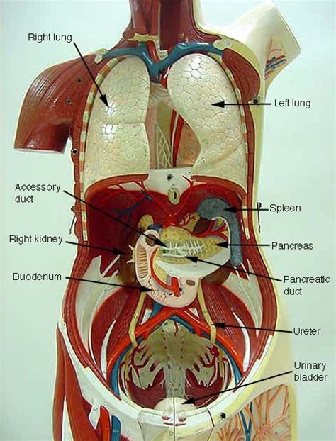 Torso Model Anatomy Labeled Human