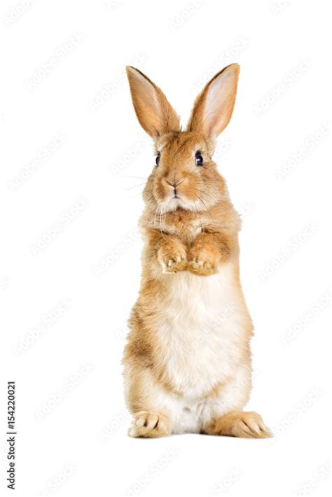 Photographie The Funny Rabbit Is Standing On Its Hind Legs Acheter Le