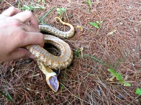 When we reached out to interact with it, the snake began to play dead, so we decided to video exactly how they use this defense to try to. hognose playing dead- kinda funny... - YouTube