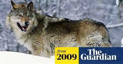 Montana And Idaho Plan Open Season Public Wolf Hunt Conservation