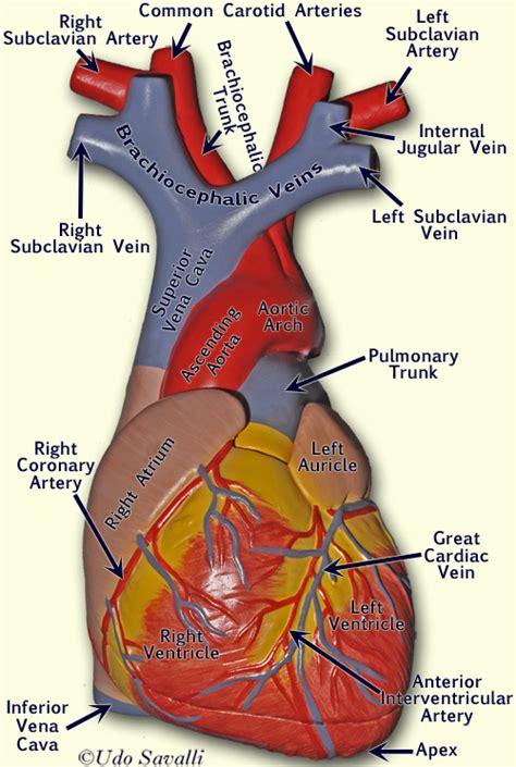 When viewing the mini anatomy model, controls are identical to the gross anatomy model. Related Keywords & Suggestions for heart anatomy model labeled