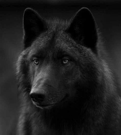 Pin By Shadow On Montages Animaux Video Black Wolf Wolf