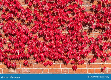 Virginia Creeper Growing On Red Brick Wall Stock Photo Image Of