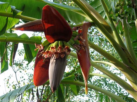 8 Super Health Benefits Of Banana Flower And Its Uses