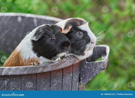 Two Cute Guinea Pigs Adorable American Tricolored With Swirl On Head