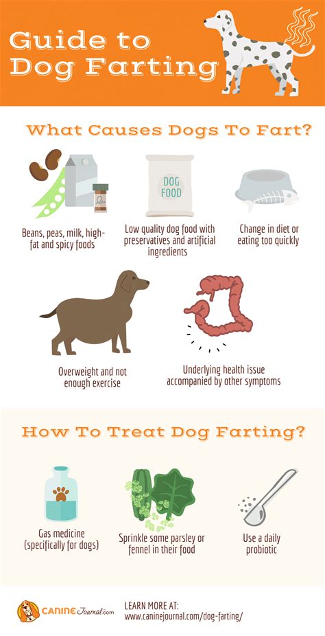 How To Stop Dogs Smelly Farts