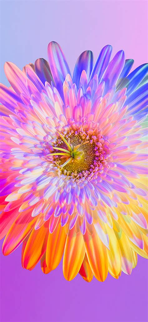 Apple Iphone Wallpaper Bk73 Art Rainbow Flower