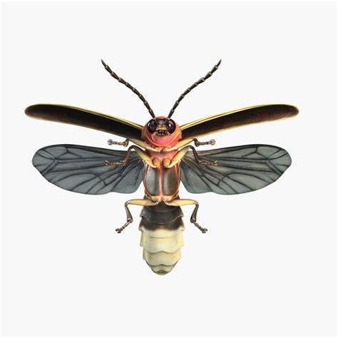 Maya Firefly Bug Flying Pose Firefly Bug Flying Pose By Shiva3d