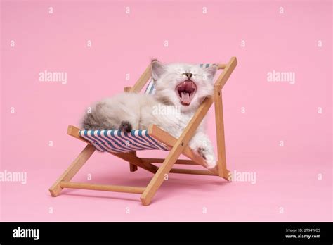 Small beautiful sacred burmese cat kitten in a dolls beachchair in