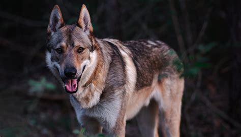 Fun German Shepherd Wolf Mix Facts For Kids