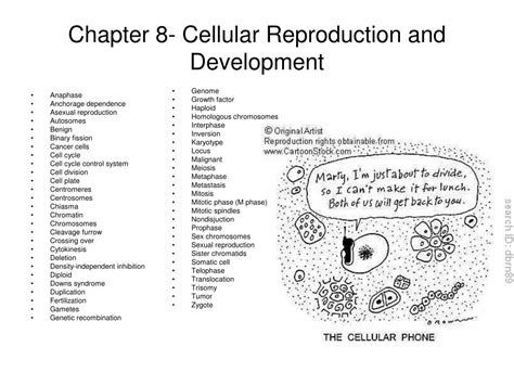 Ppt Chapter 8 Cellular Reproduction And Development Powerpoint