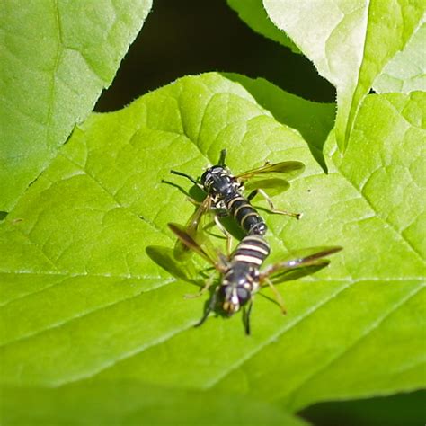 Bug Lady Blog Wasp Mimics Riveredge Nature Center