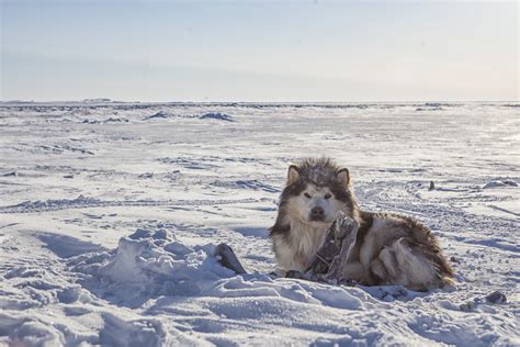 Polar Bear And Wolf In The Arctic