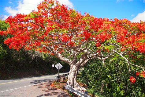 Le Flamboyant So Much More Than A Plain Old Tree Caribbean