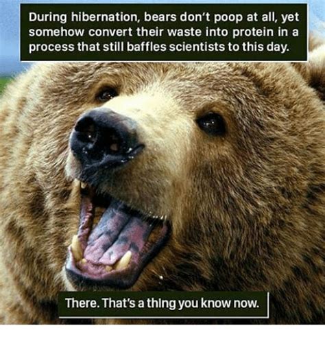 47 Best Ideas For Coloring Hibernating Bear Meme