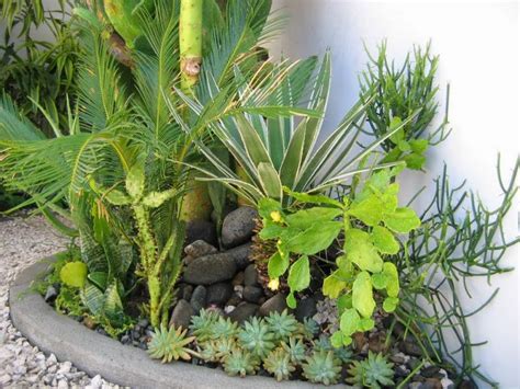 14 cactus y suculentes que cambian o drena (con fotos). Ideas para decorar el jardín con suculentas | Jardineria On