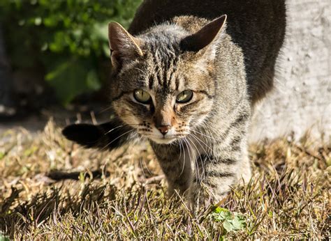 Cull Of 2 Million Feral Cats By 2020 To Save Native Animals Tracy
