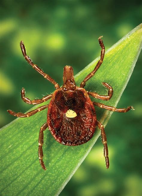 New Mu Extension Guide Available On Ticks Disease Douglas County Herald