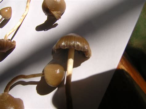 Liberty Cap Dosage Mushroom Hunting And Identification Shroomery