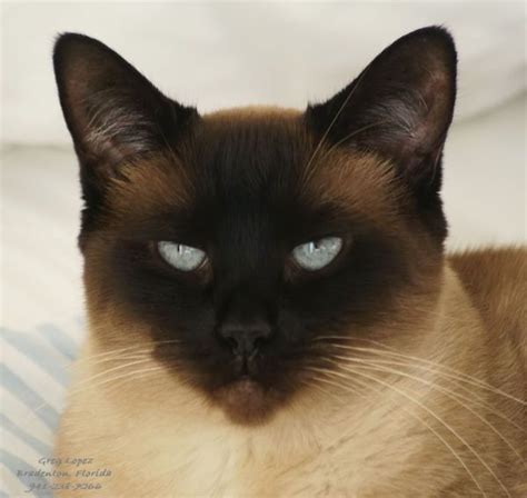This commission doesn't affect products prices. 25 Stunning Siamese Cats and Their Quirks | Popular cat ...