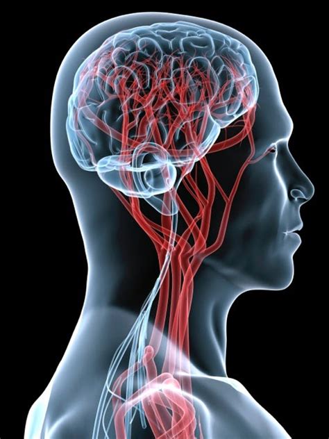 Multiple Sclerosis The Vascular Connection Cerebral Circulation 2x