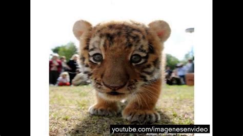 Photos Of Baby Tigers Fotos De Bebes Tigres Youtube