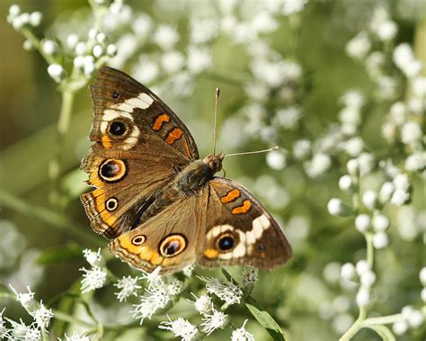 Common Buckeye Butterfly On White Thoroughwort Wildflowers Photograph