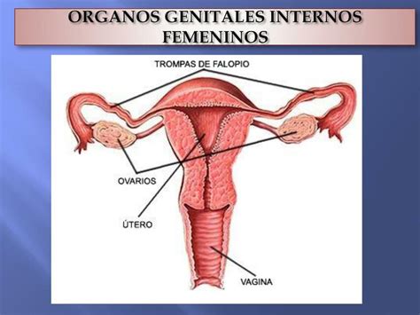 Órganos Genitales Internos Femeninos Udocz