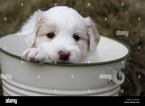 Dog In Bucket Hi Res Stock Photography And Images Alamy