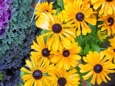 Yellow Flowers In Garden Foca Stock