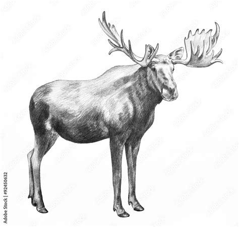 Moose Illustration Hand Drawn Moose Pencil Sketch Isolated On White