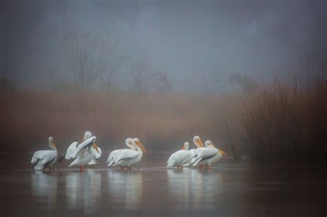 Wallpaper Birds Reflection Morning Texas Fog Water Bird