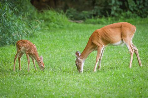 Whitetail Deer Gestation Period Duration And Importance