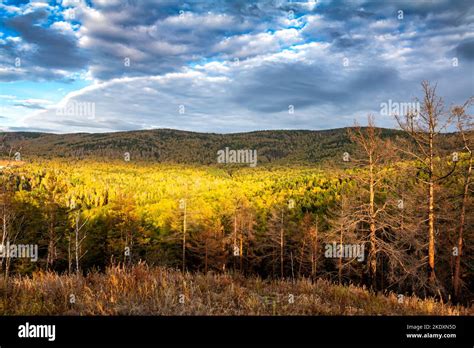 Coniferous Forest In The Siberian Taiga In Autumn Stock Photo Alamy