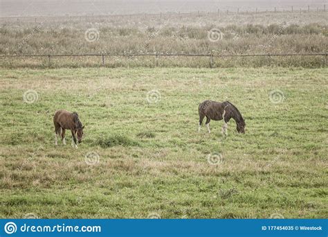 Field Of Grasses With A Fence And Two Grazing Horses On A Rainy Day