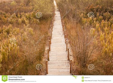 Wooden Walkway Stock Image Image Of Foliage Scenic 20293777