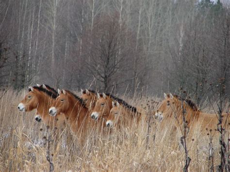 Chernobyl Disaster Wildlife Thriving As Researchers Find Humans Are