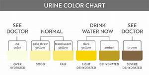 Urine Color Chart Hydration And Dehydration Test Vector