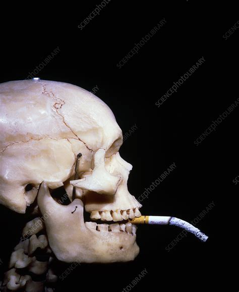 Human Skull With Cigarette In Its Mouth Stock Image